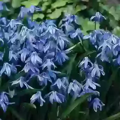 Siberica Spring Beauty